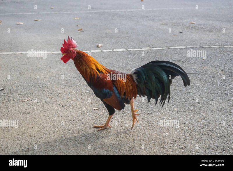 Descubre el emocionante juego de Chicken Road en España: El nuevo auge del, chicken road casino